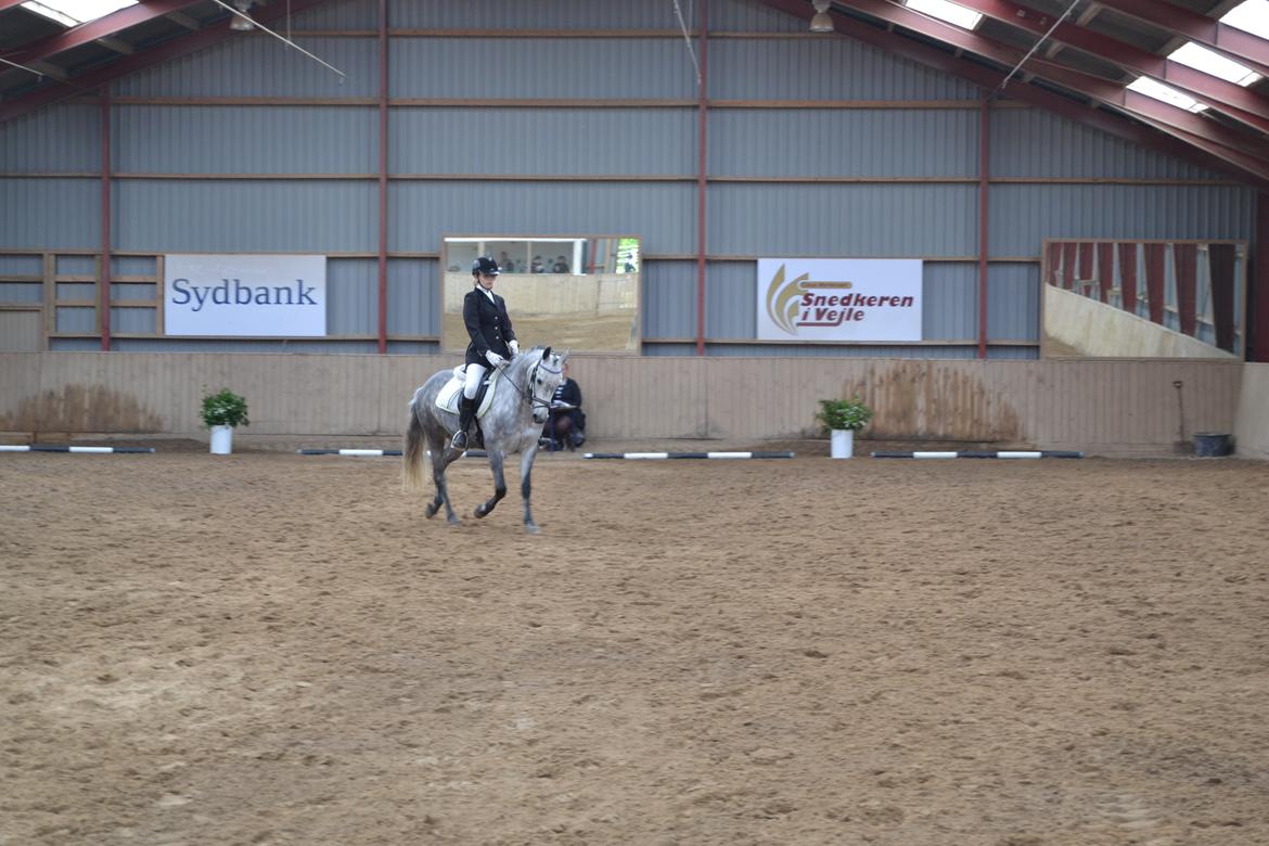 Connemara Hesselholts Wild Rose - LC1 billede 9