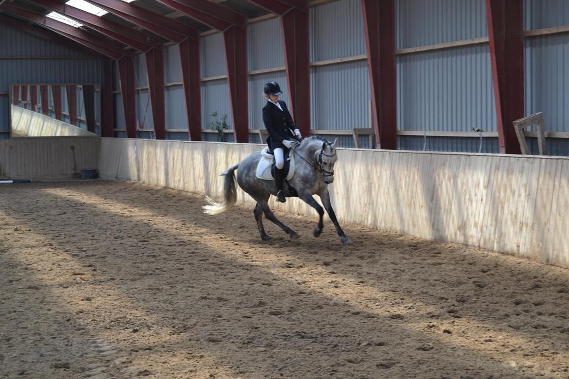 Connemara Hesselholts Wild Rose billede 11