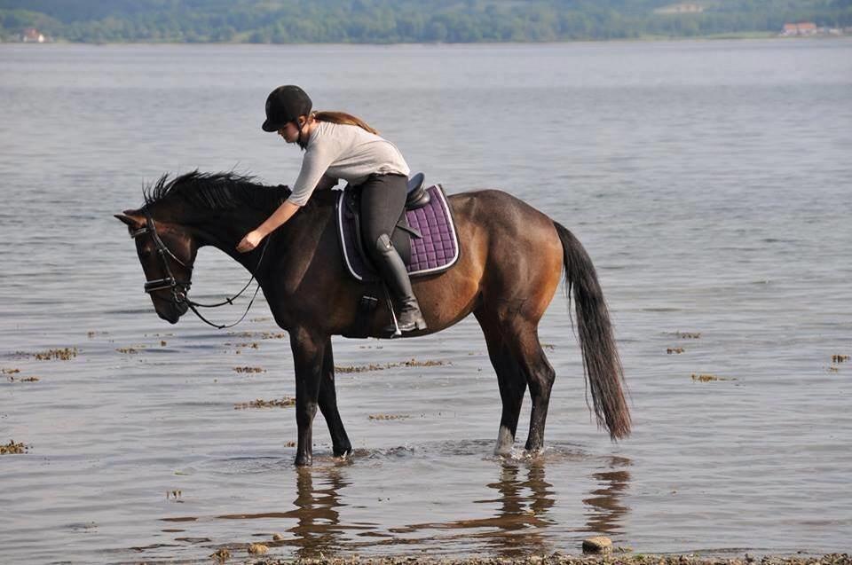 Anden særlig race Newclear p. (Himmelhest) - 2014 billede 8