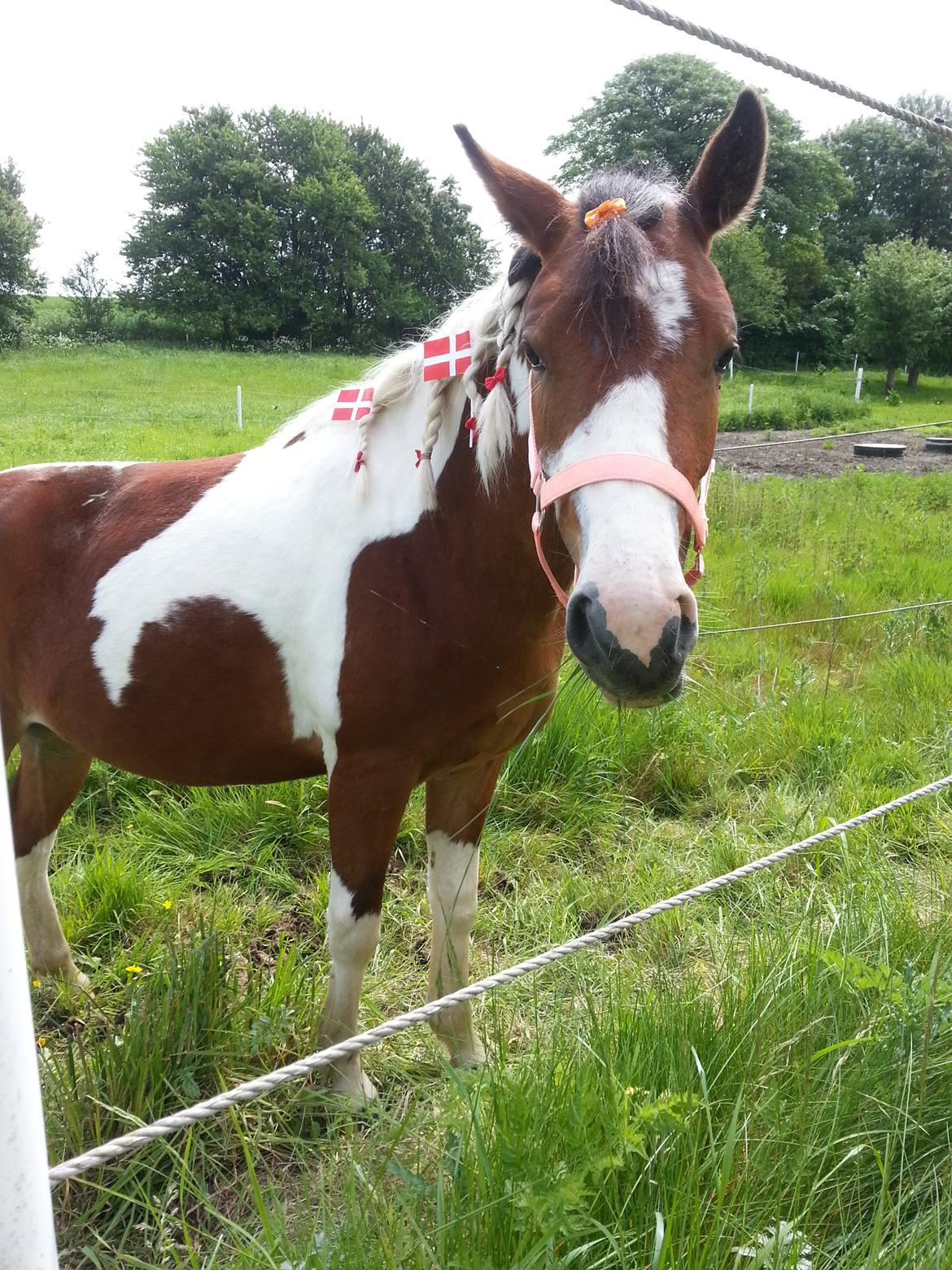 Anden særlig race Anna bell billede 6
