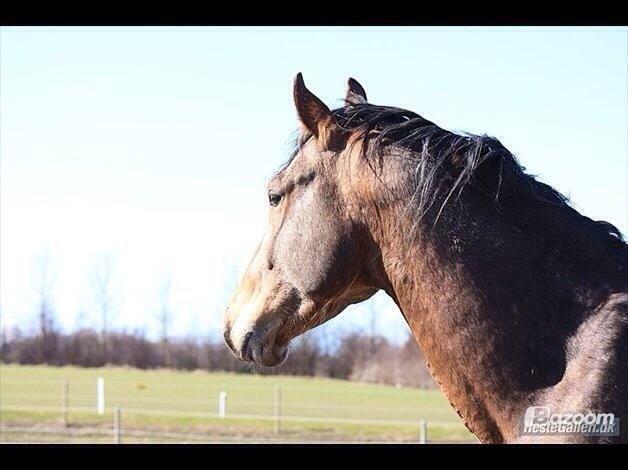 Anden særlig race Titon - Kong Triton SOLGT - Titon 2010 billede 18