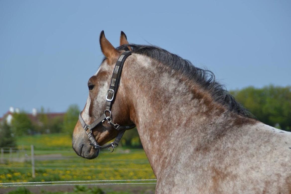 Anden særlig race Titon - Kong Triton SOLGT - Titon 2014 billede 19