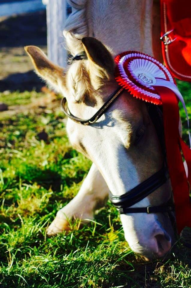 Anden særlig race  Fursten Fire        ( B-Pony ) billede 1