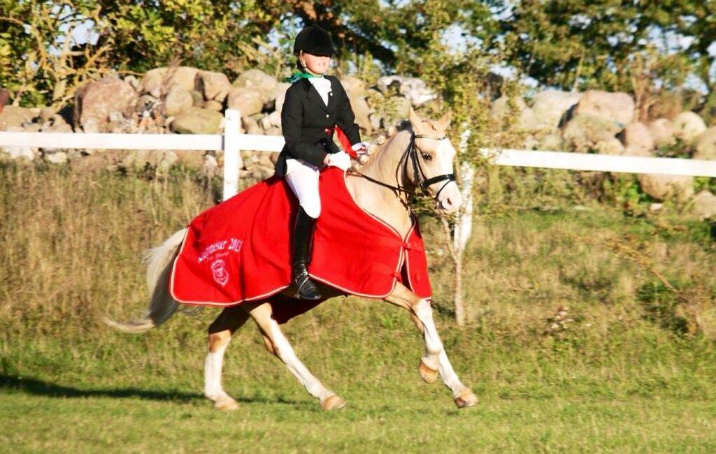 Anden særlig race  Fursten Fire        ( B-Pony ) billede 2