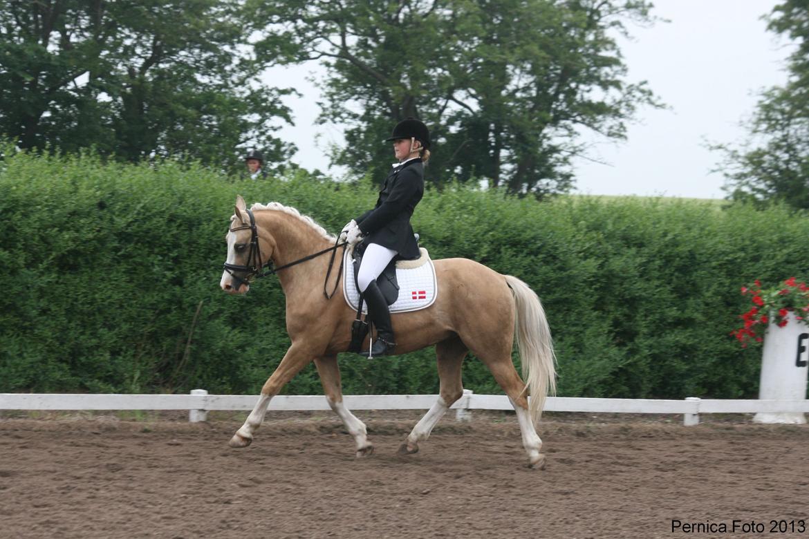 Anden særlig race  Fursten Fire        ( B-Pony ) billede 3