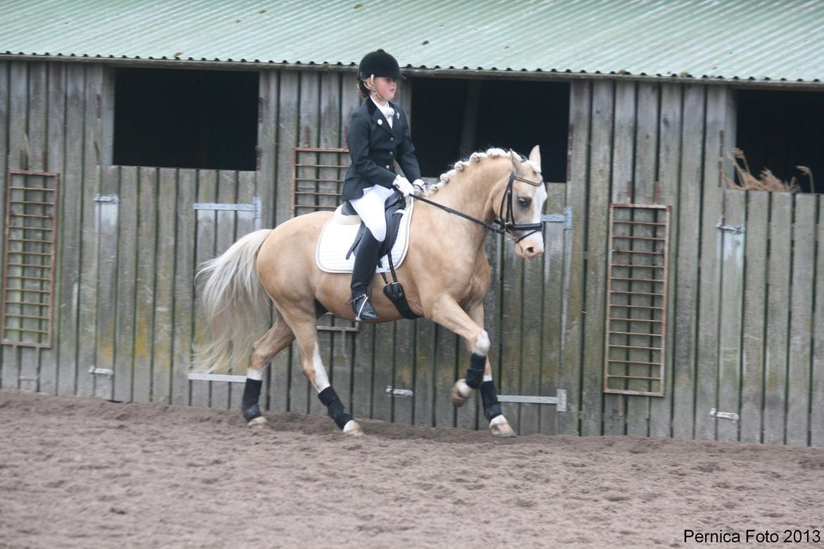 Anden særlig race  Fursten Fire        ( B-Pony ) billede 4