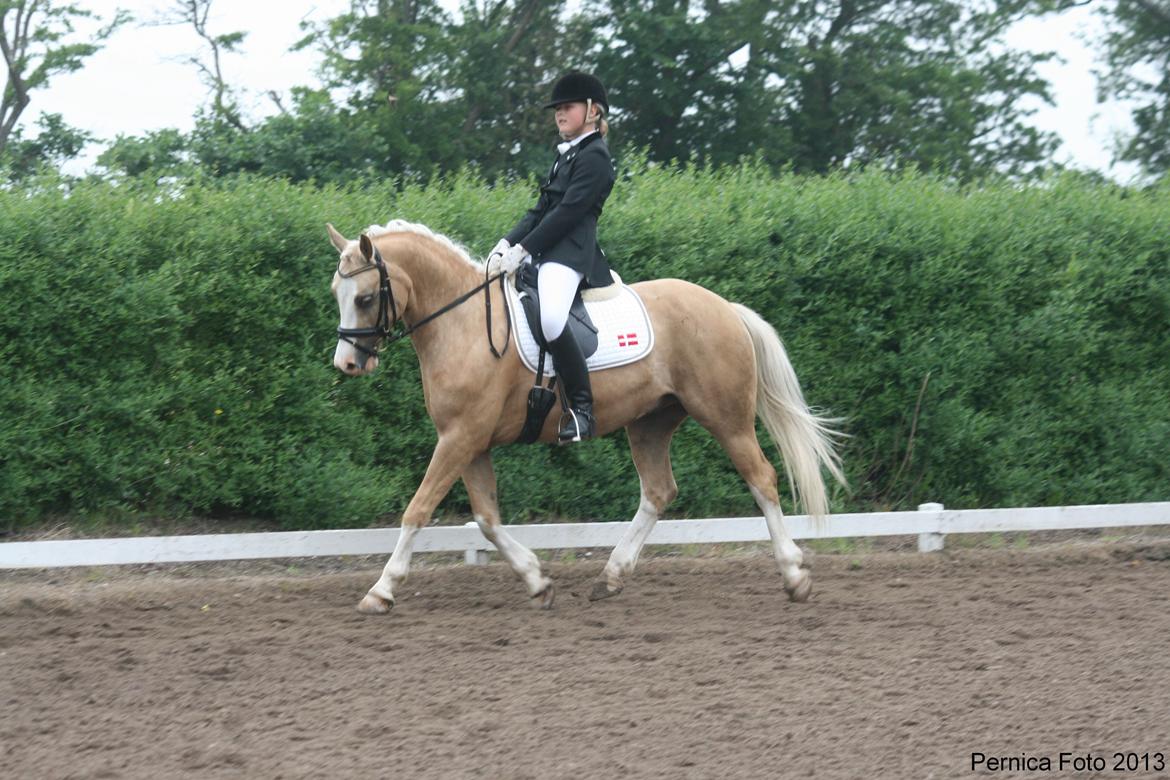 Anden særlig race  Fursten Fire        ( B-Pony ) billede 5