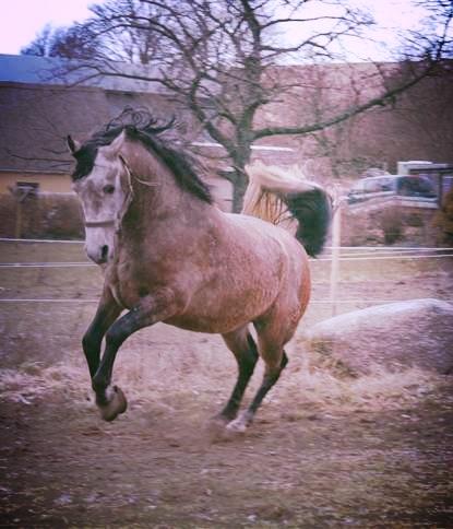 Shagya Araber (SH) Ho-Charmeur Bajar - hulahop marts 2009 billede 20