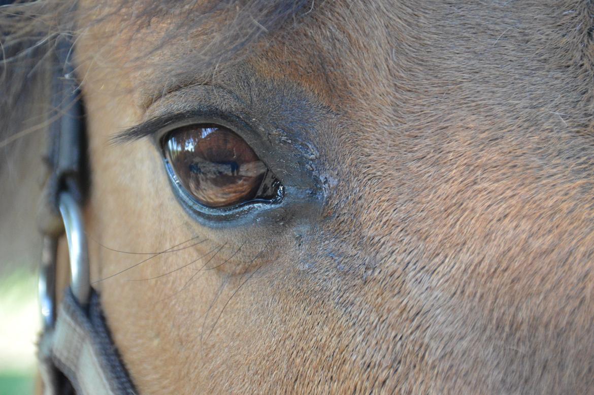 Anden særlig race Frej billede 4