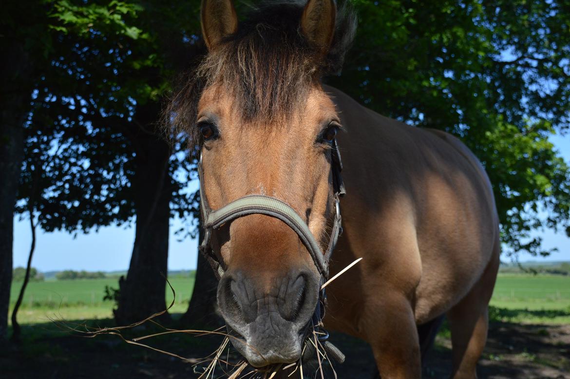 Anden særlig race Frej billede 5