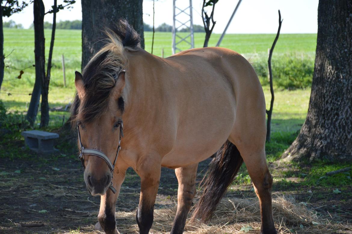 Anden særlig race Frej billede 3