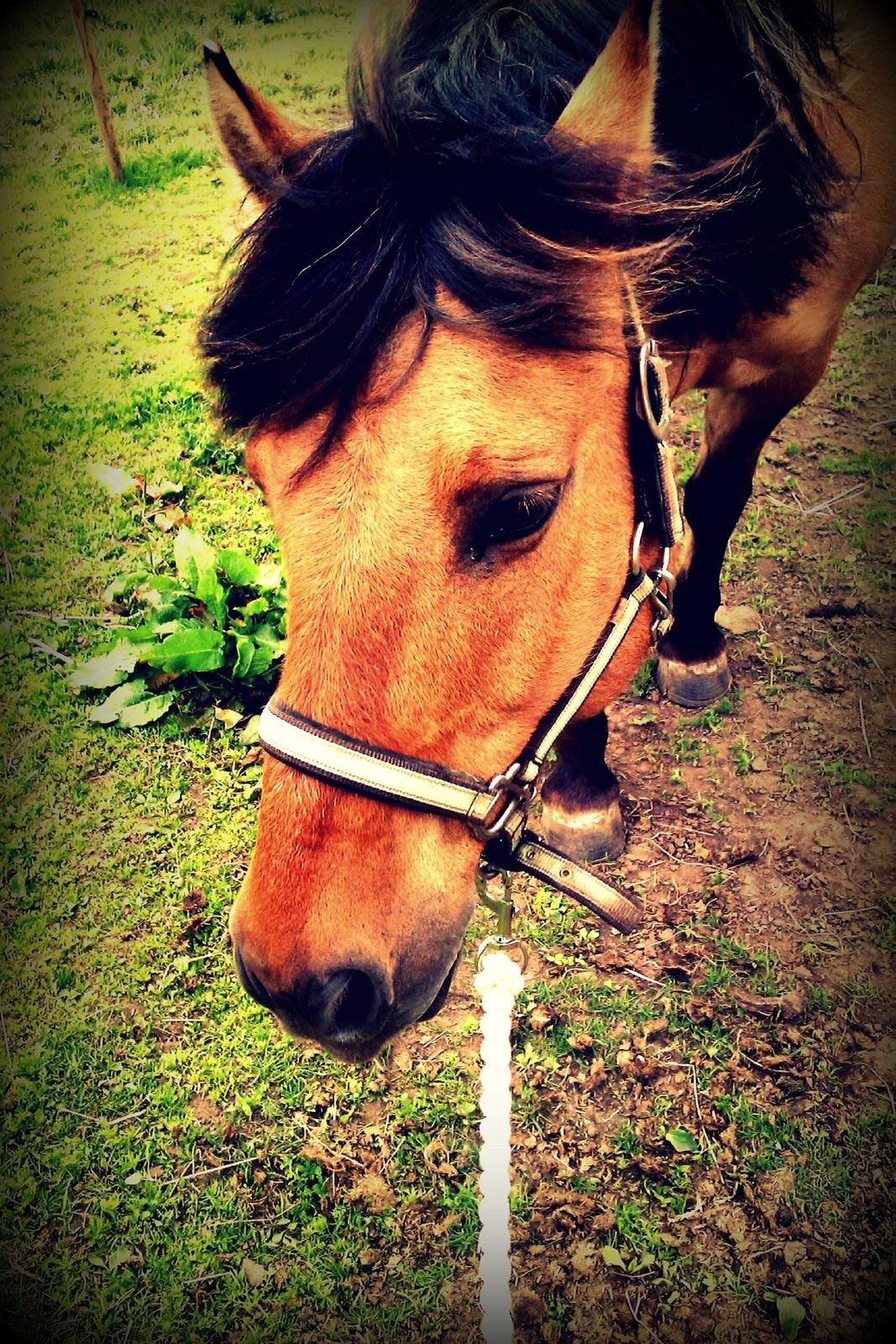 Anden særlig race Frej billede 10