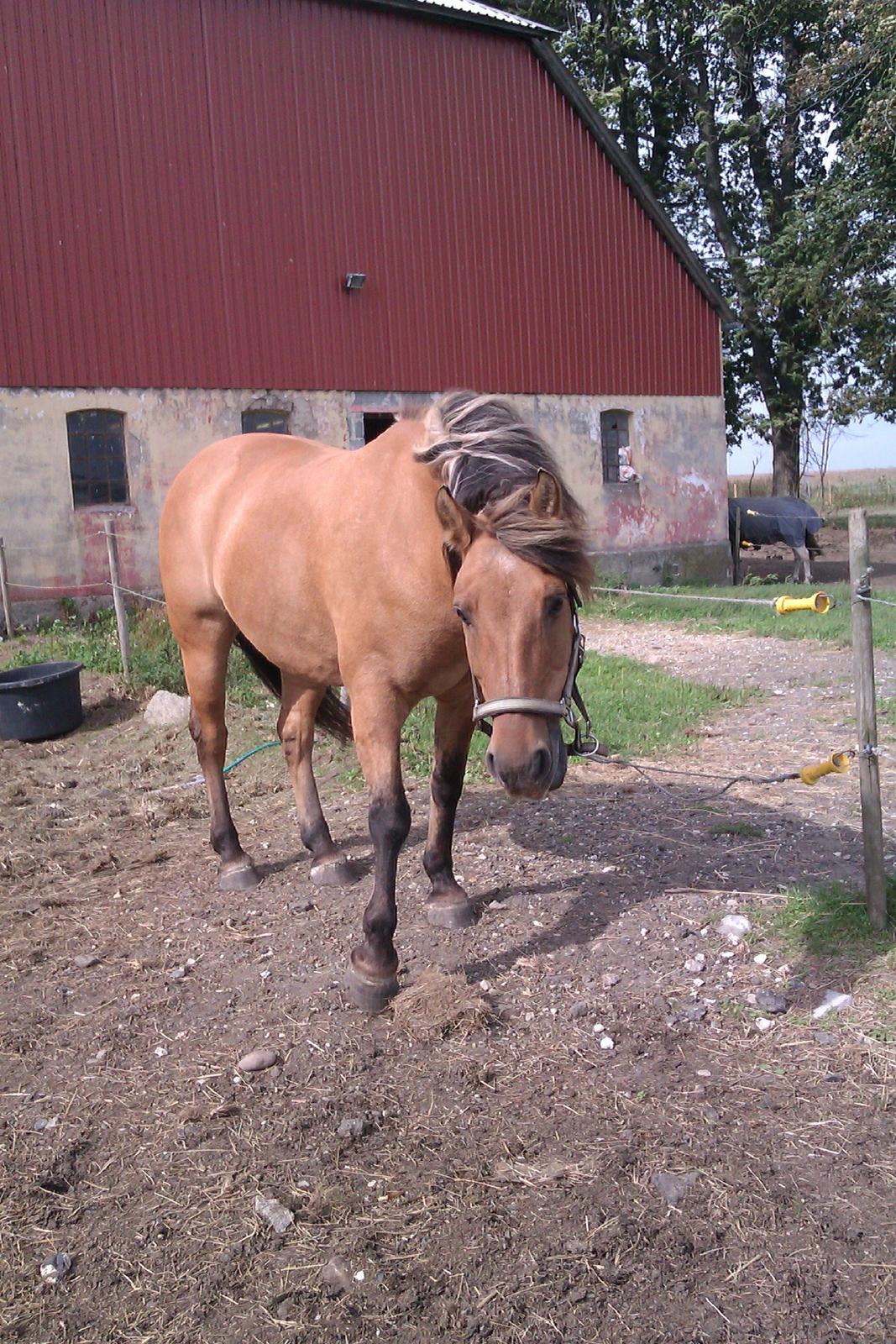 Anden særlig race Frej billede 7