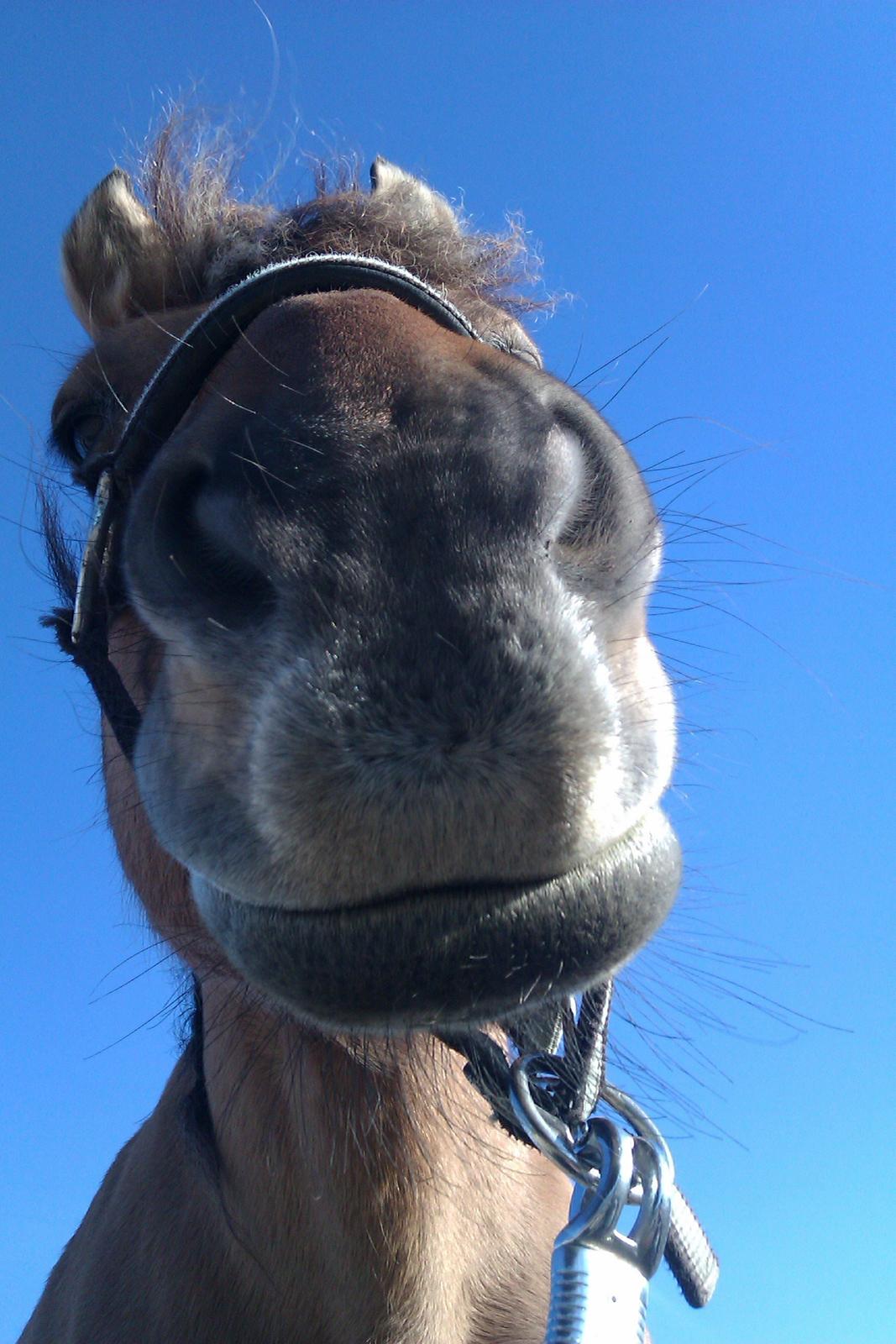 Anden særlig race Frej billede 8