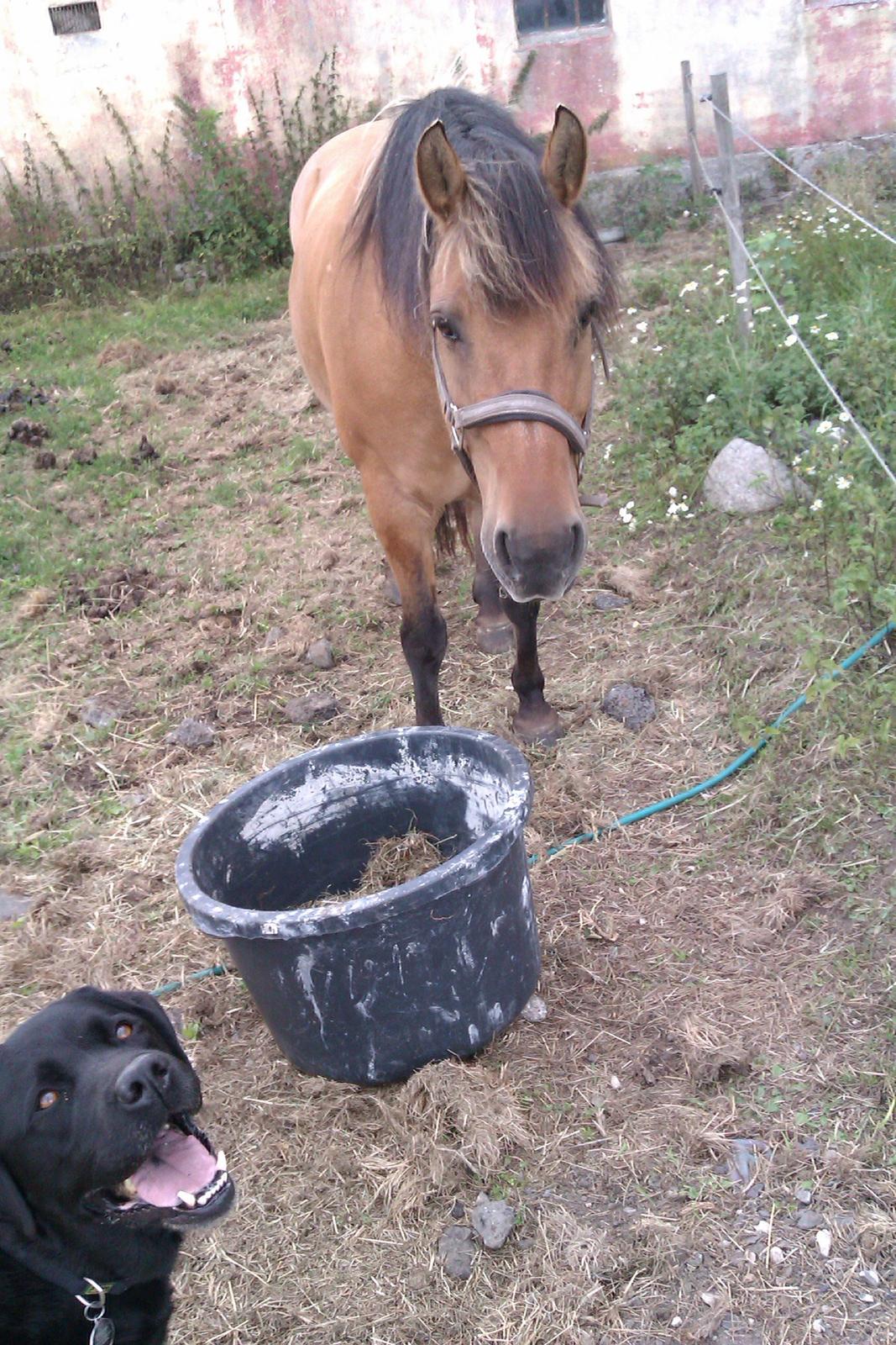 Anden særlig race Frej billede 13