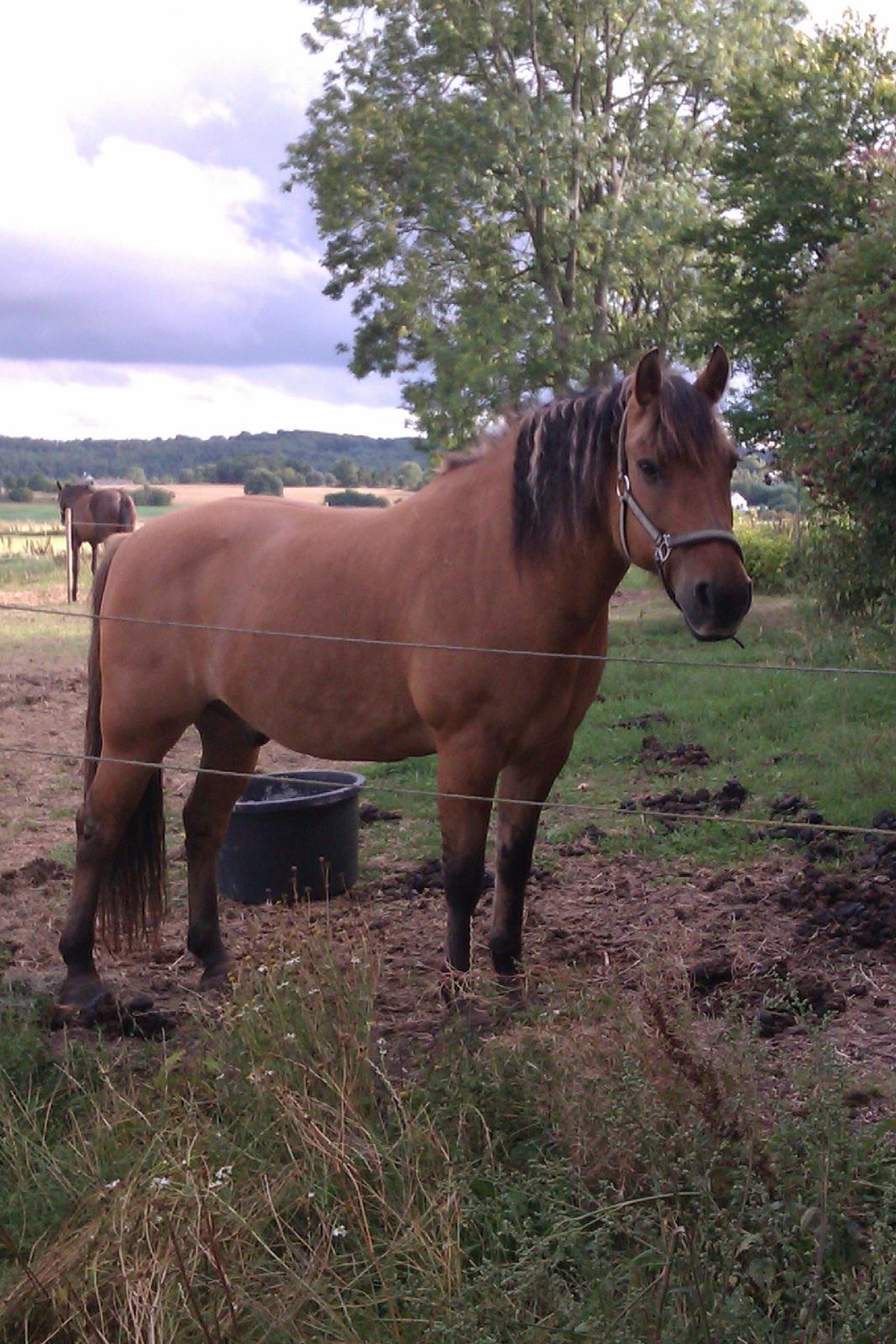 Anden særlig race Frej billede 14