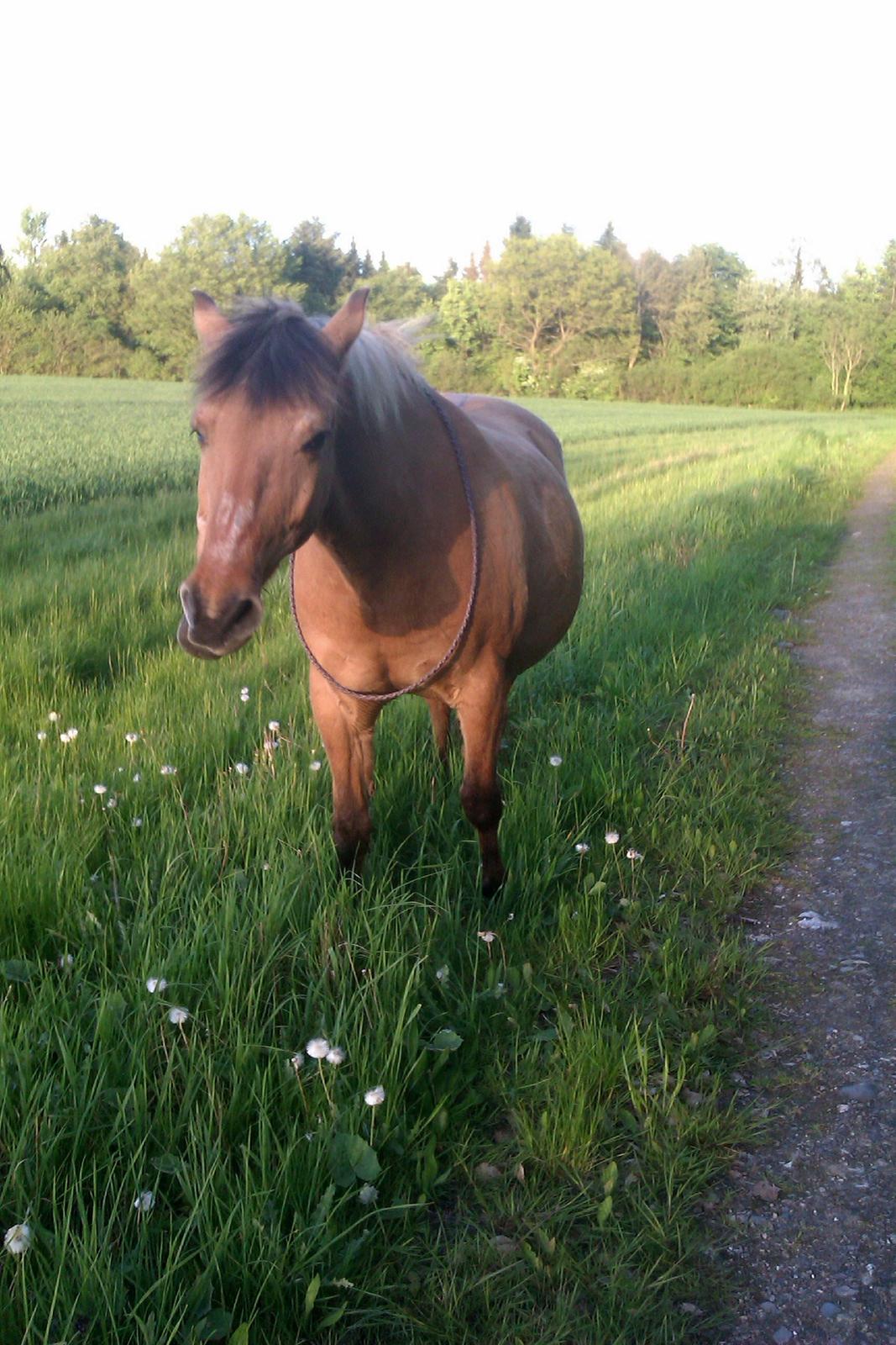 Anden særlig race - Dino (Buller) - Græs pause på gå tur ♥  -  16/5-14 billede 19