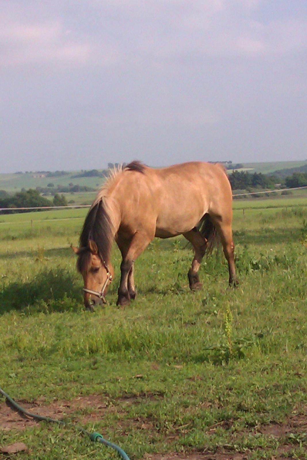 Anden særlig race Frej billede 15