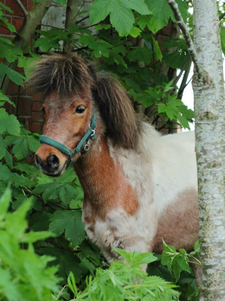 Shetlænder Archie billede 32