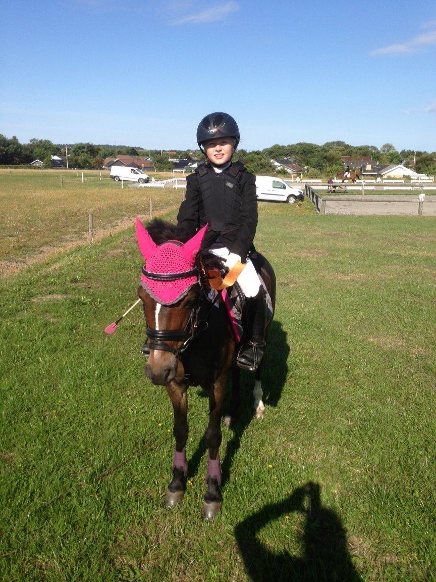 Welsh Pony (sec B) Bjerregårds felix (solgt) - har fået roset billede 3