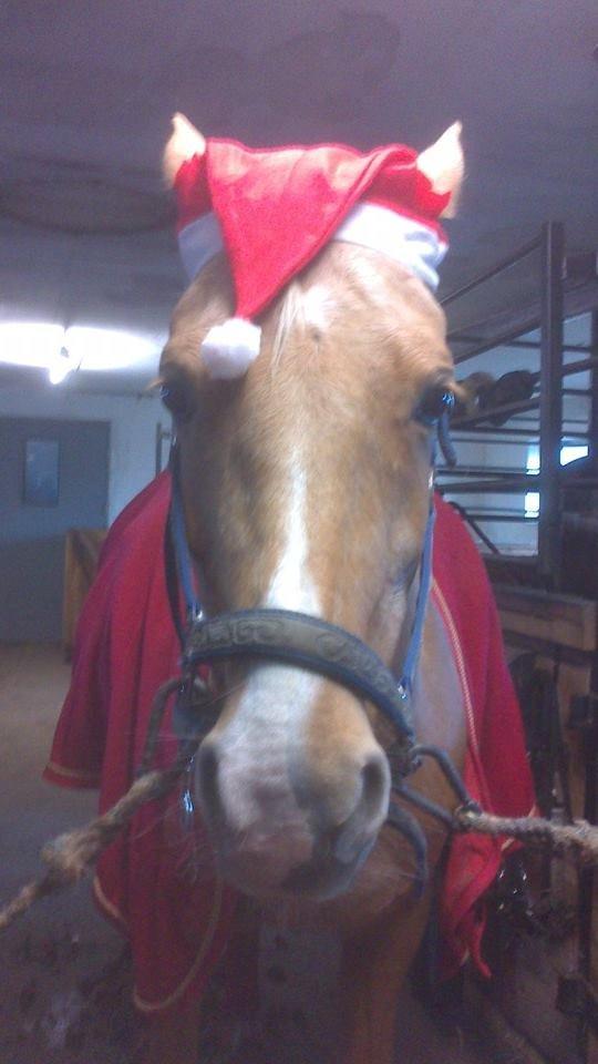 Tysk Sportspony Lavinia<3<3 - klar til juleoptog! <3 billede 11