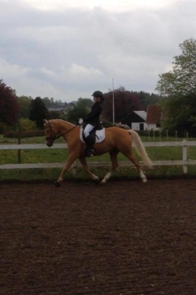 Tysk Sportspony Lavinia<3<3 - stævne jelling LC-1 med 68,8 % <3 billede 5