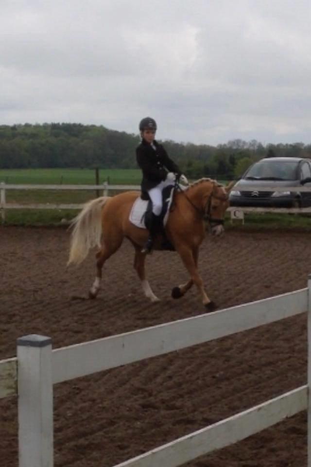 Tysk Sportspony Lavinia<3<3 - stævne jelling LC-3 64,7% <3 billede 6