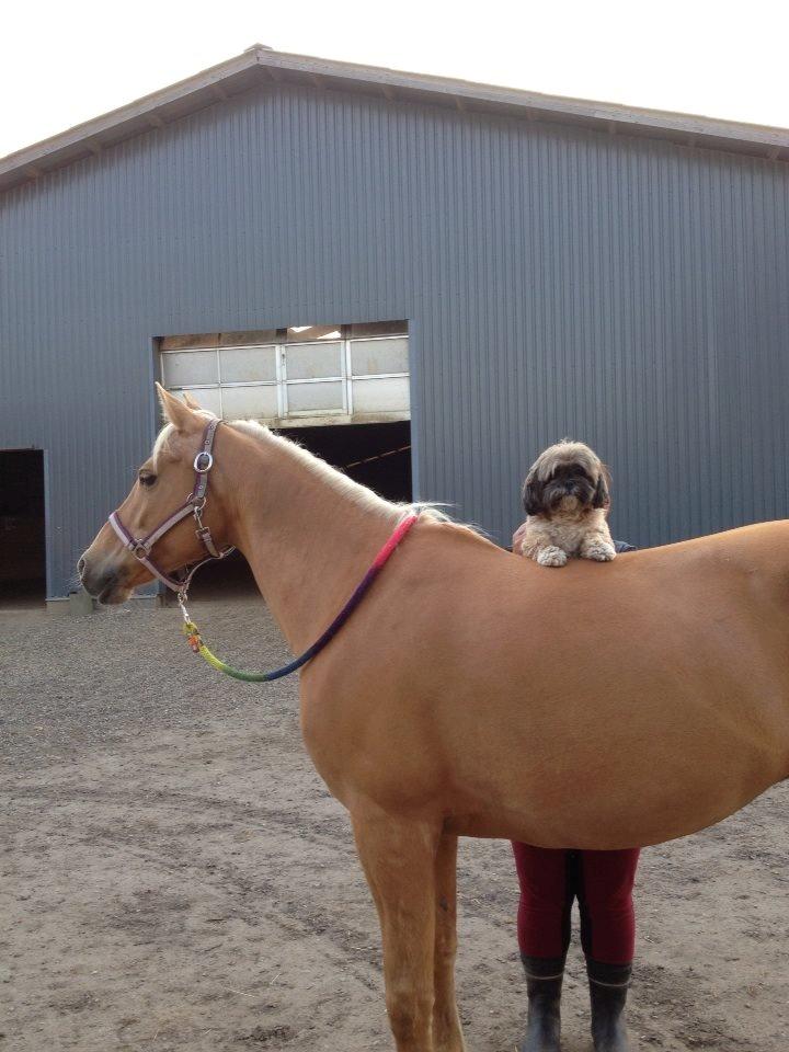 Tysk Sportspony Lavinia<3<3 - prutten finder sig i ALT! <3 billede 9