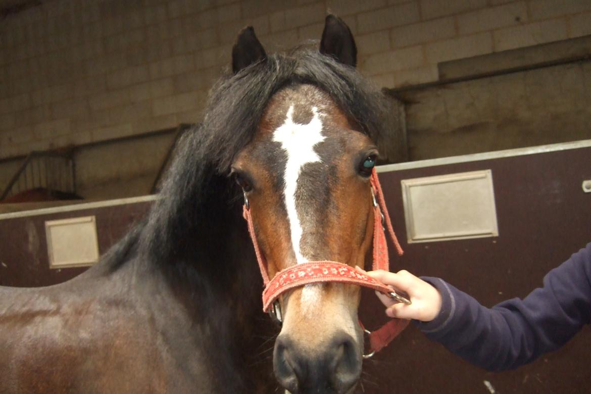 Welsh Pony (sec B) Bjerregårds felix (solgt) - søde søde felix billede 5