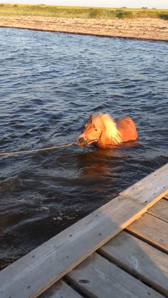 Shetlænder Fanta. - Fanta nyder en lille svømme tur 4/6-14 billede 4