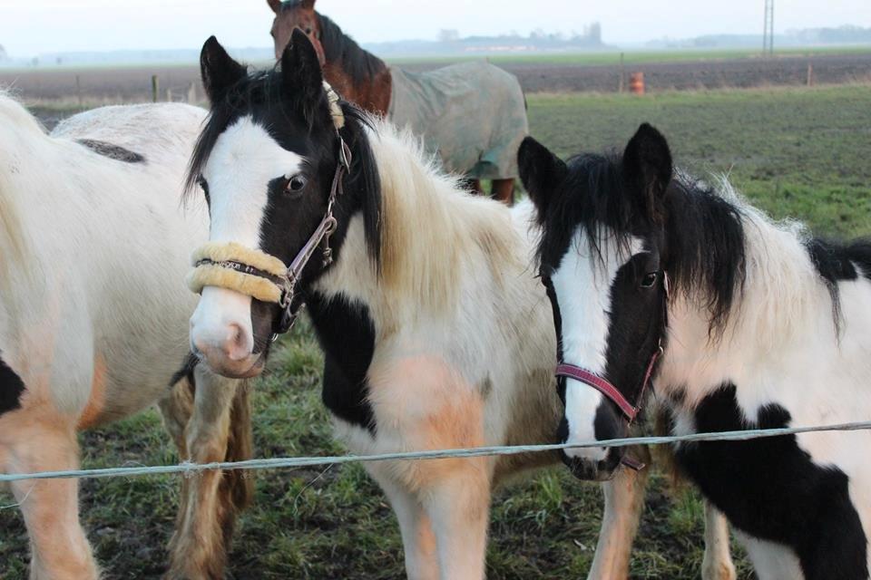 Pinto Lubjiana - Lubbe og Castella vinter 2013/14 billede 15