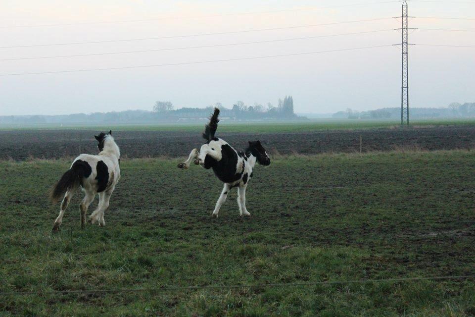 Pinto Lubjiana - Lubjiana leger med Castella, vinter 201/14 billede 16