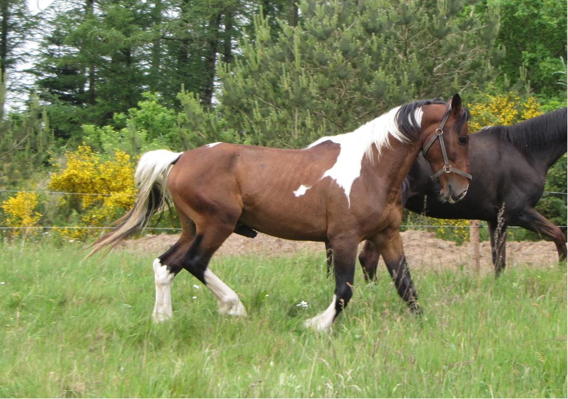 Pinto *Casino* - HINGST billede 1