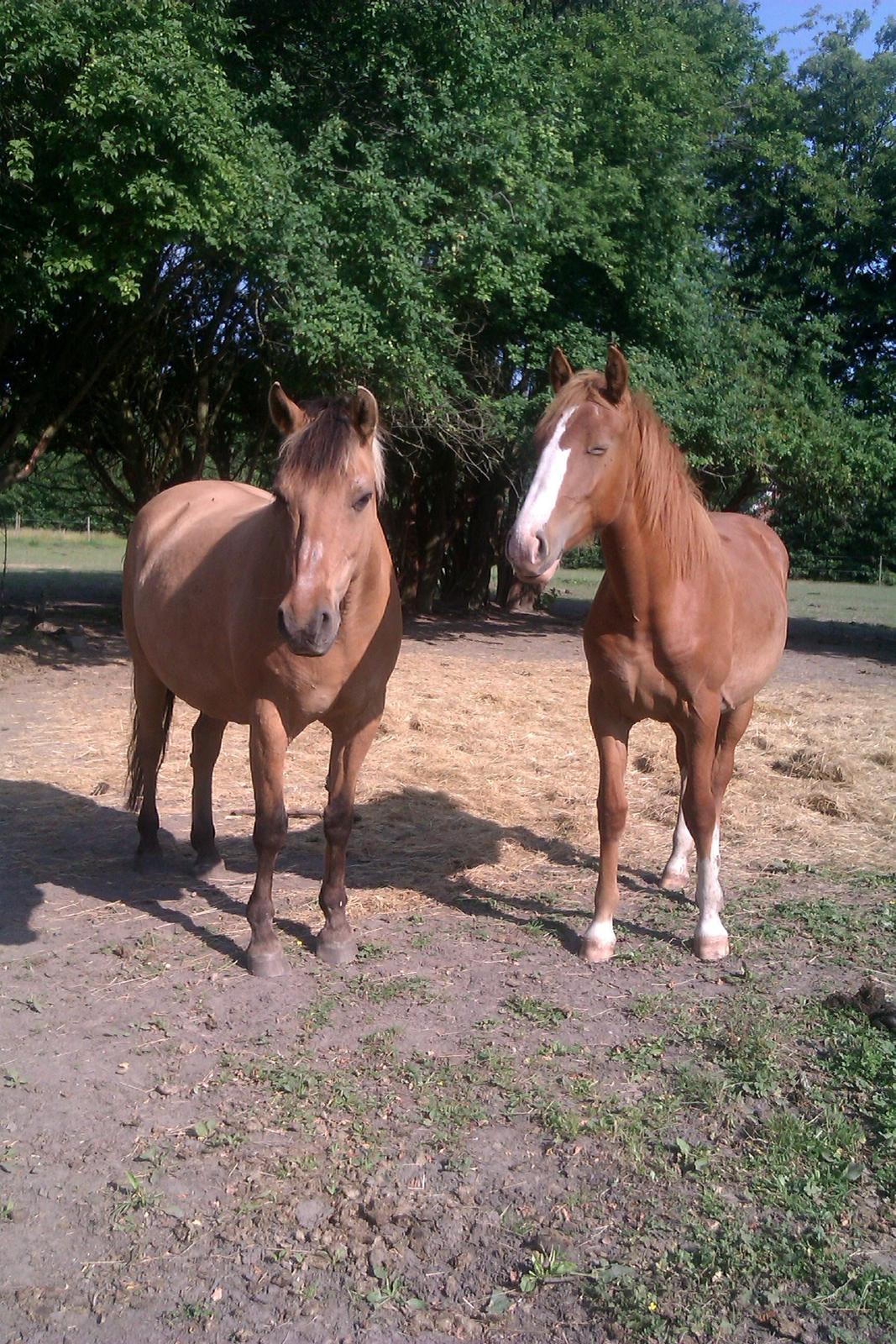 Anden særlig race - Dino (Buller) - ♥ ♥     -  12/7-13 billede 23