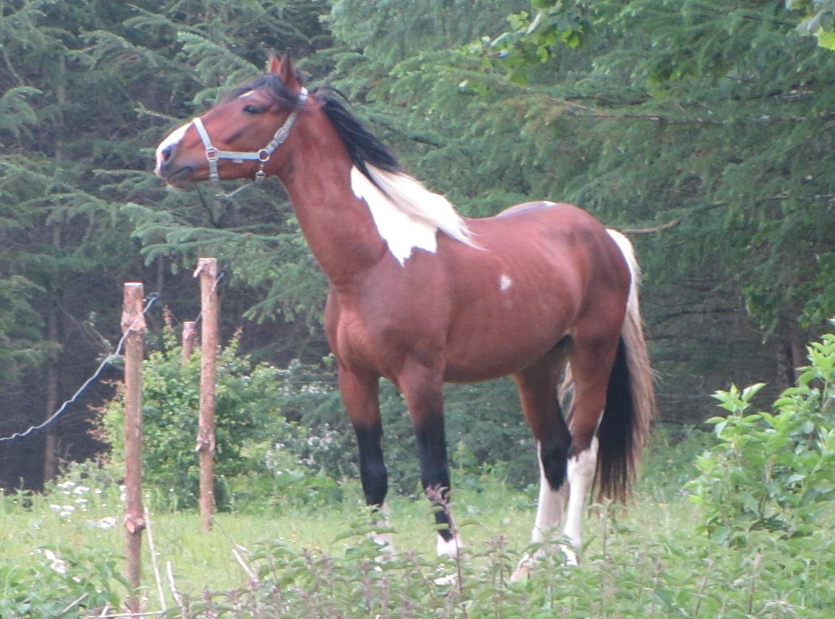 Pinto *Casino* - HINGST billede 7