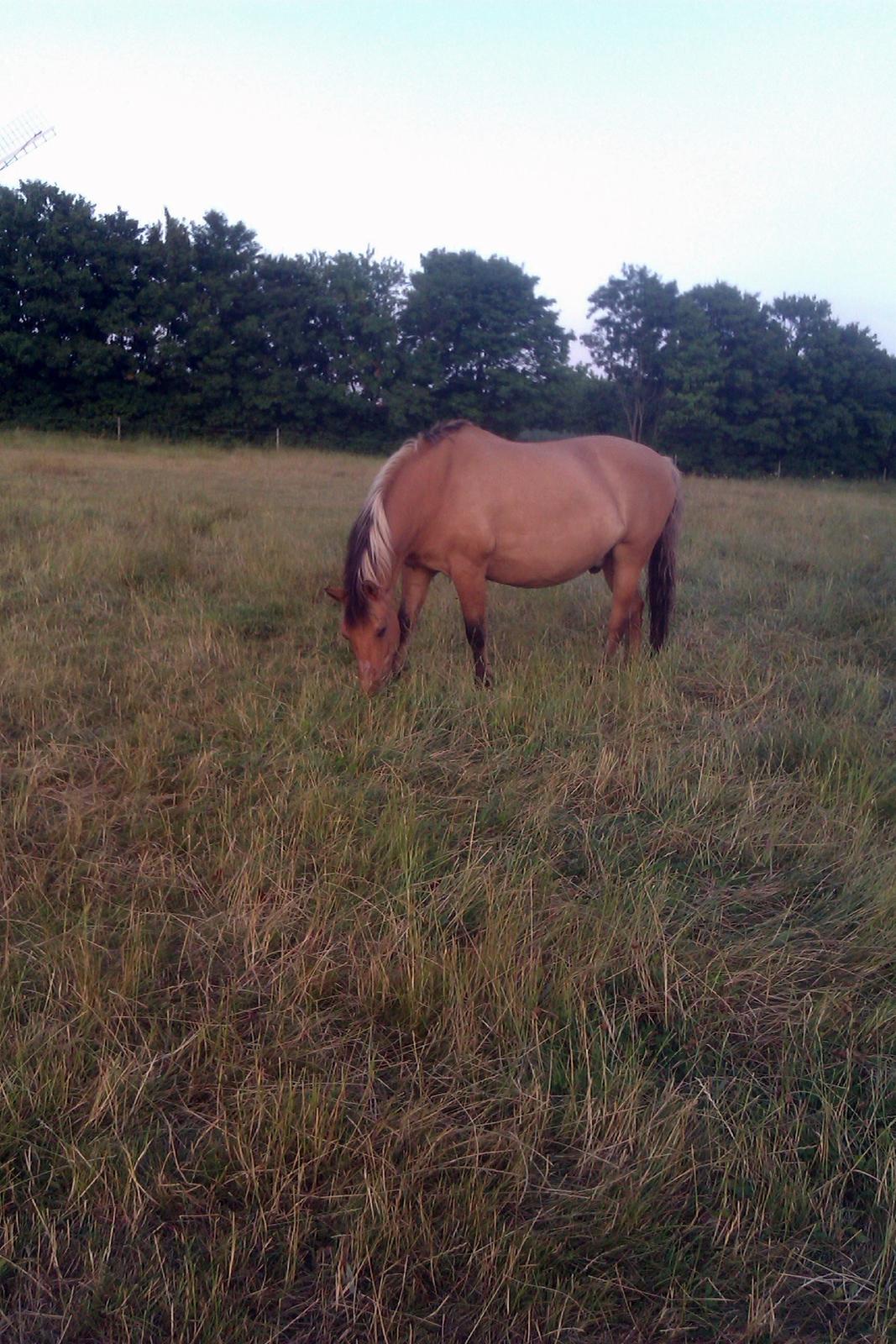 Anden særlig race - Dino (Buller) - ♥   -    25/7-13 billede 25