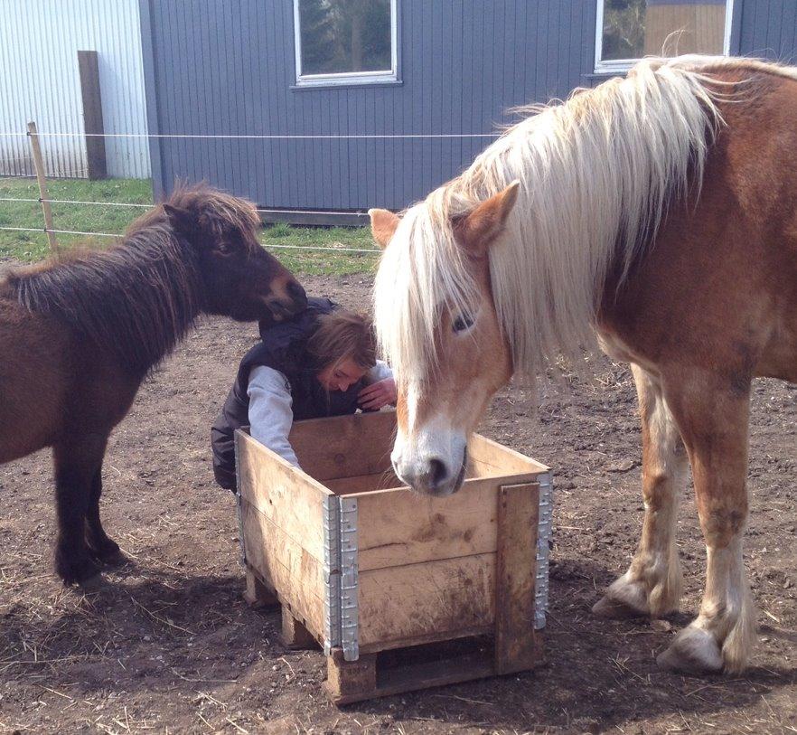 Shetlænder | Ib (Ibrahim) billede 11