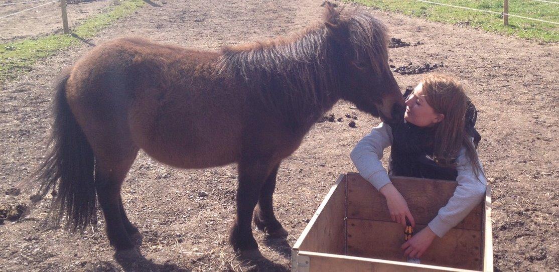 Shetlænder | Ib (Ibrahim) billede 9