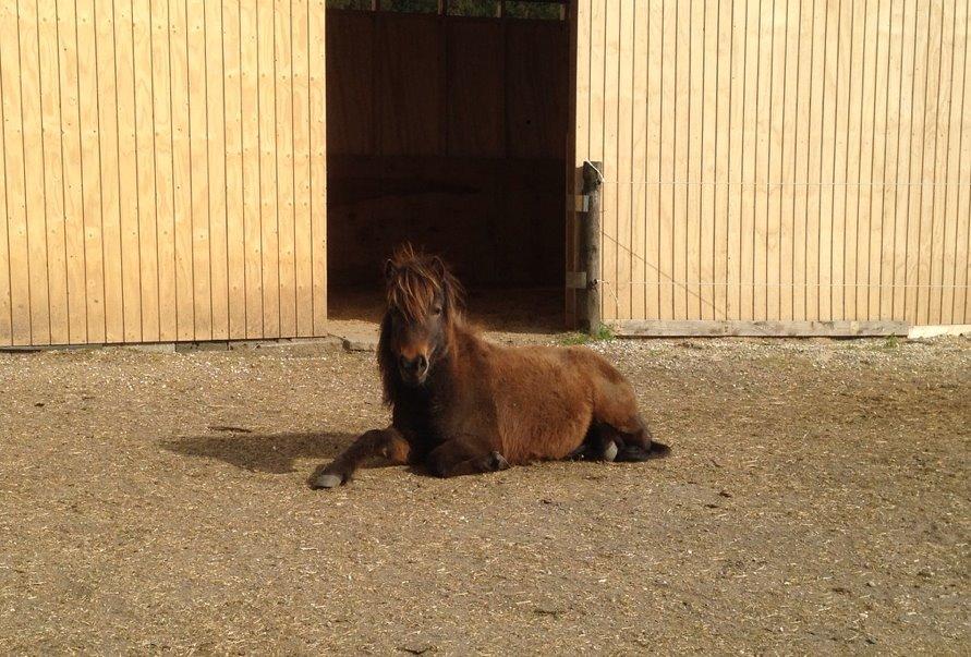 Shetlænder | Ib (Ibrahim) billede 14