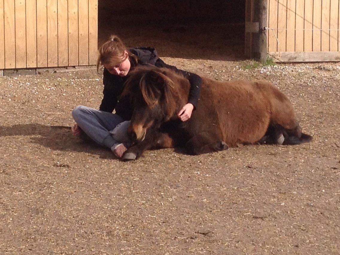 Shetlænder | Ib (Ibrahim) billede 13