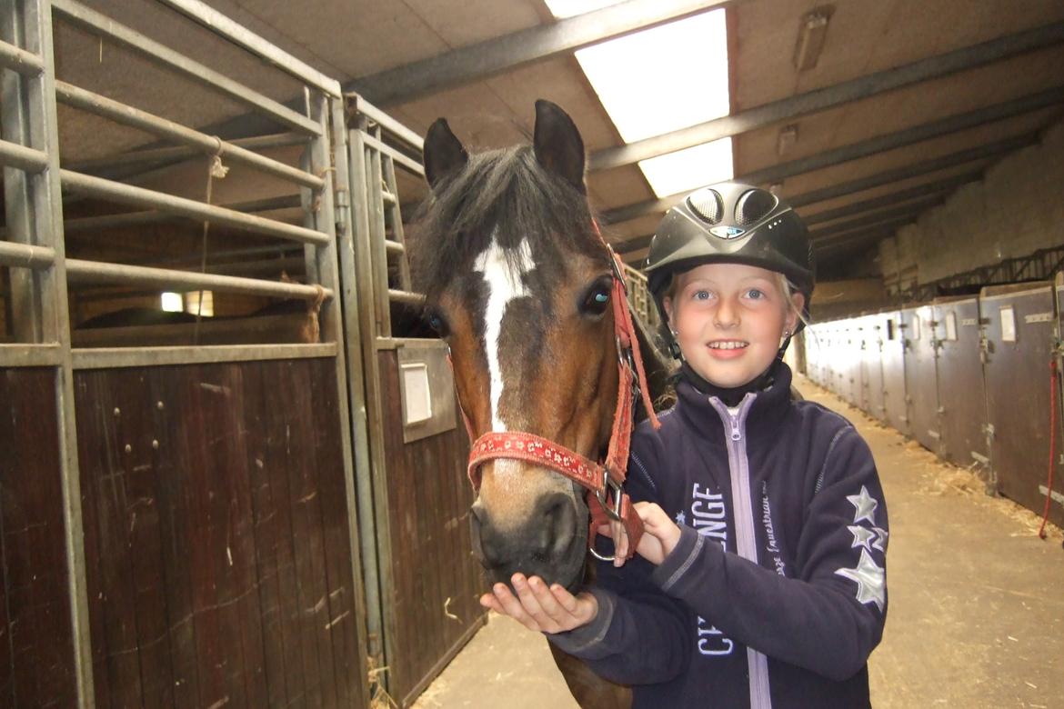 Welsh Pony (sec B) Bjerregårds felix (solgt) - han slikede min hånd  billede 7