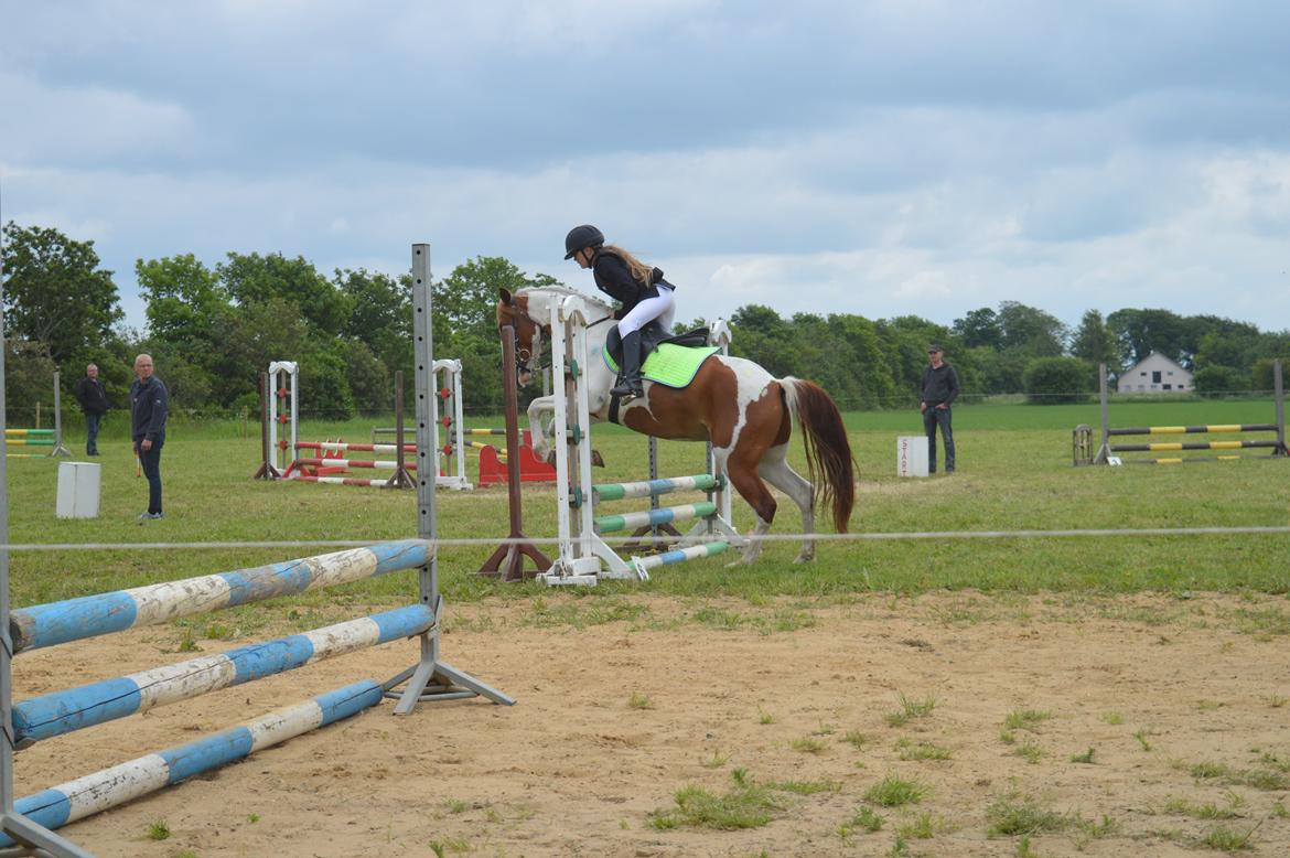 Pinto Indurain Delight - Den Brogede Skønhed billede 13