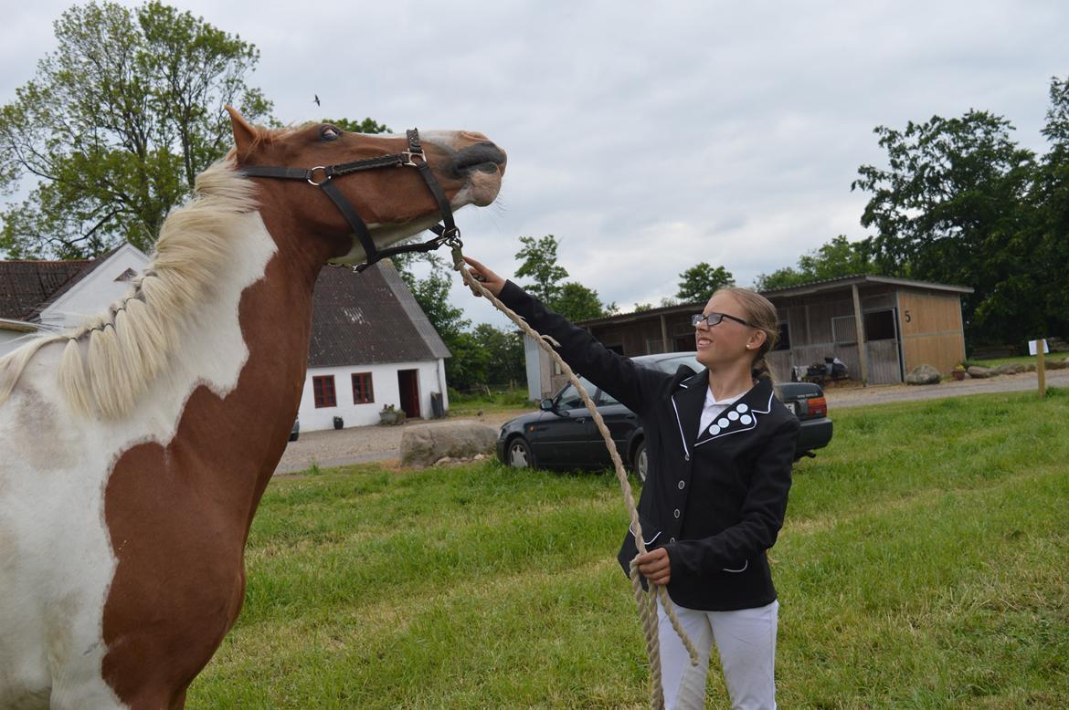 Pinto Indurain Delight - Den Brogede Skønhed billede 12