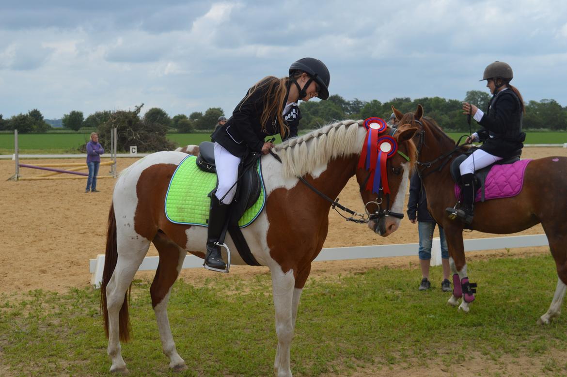 Pinto Indurain Delight - Den Brogede Skønhed billede 10