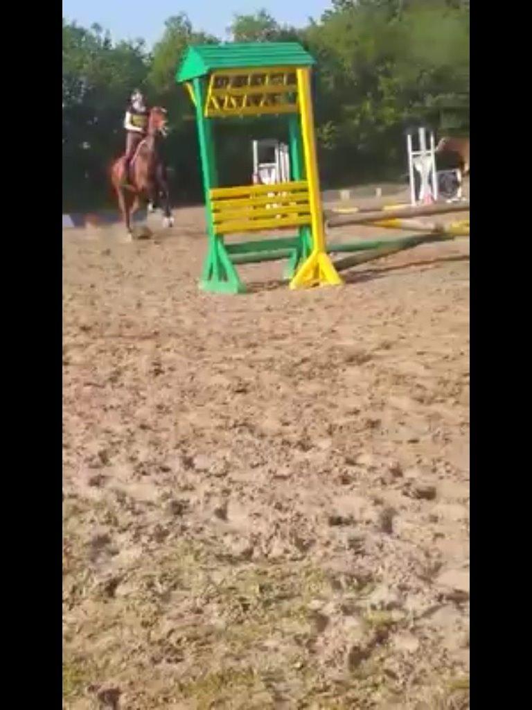 Holstener Lertevang's Cailex (låne hest) billede 2