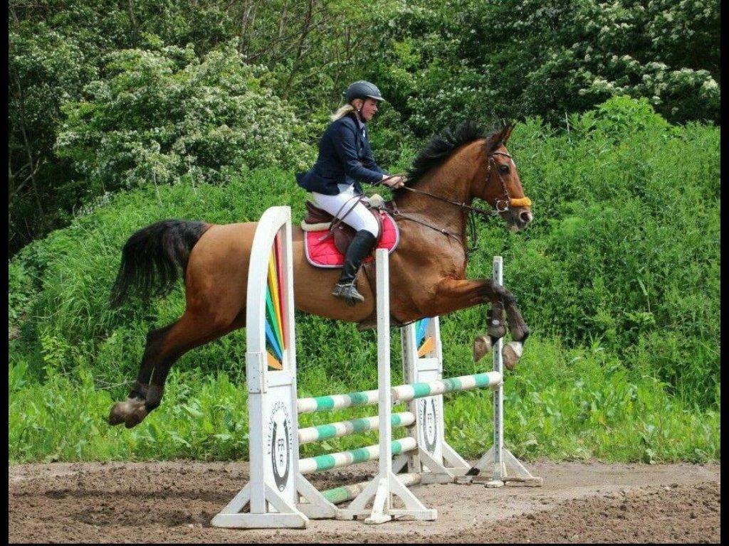 Holstener Lertevang's Cailex (låne hest) - flyvende billede 8