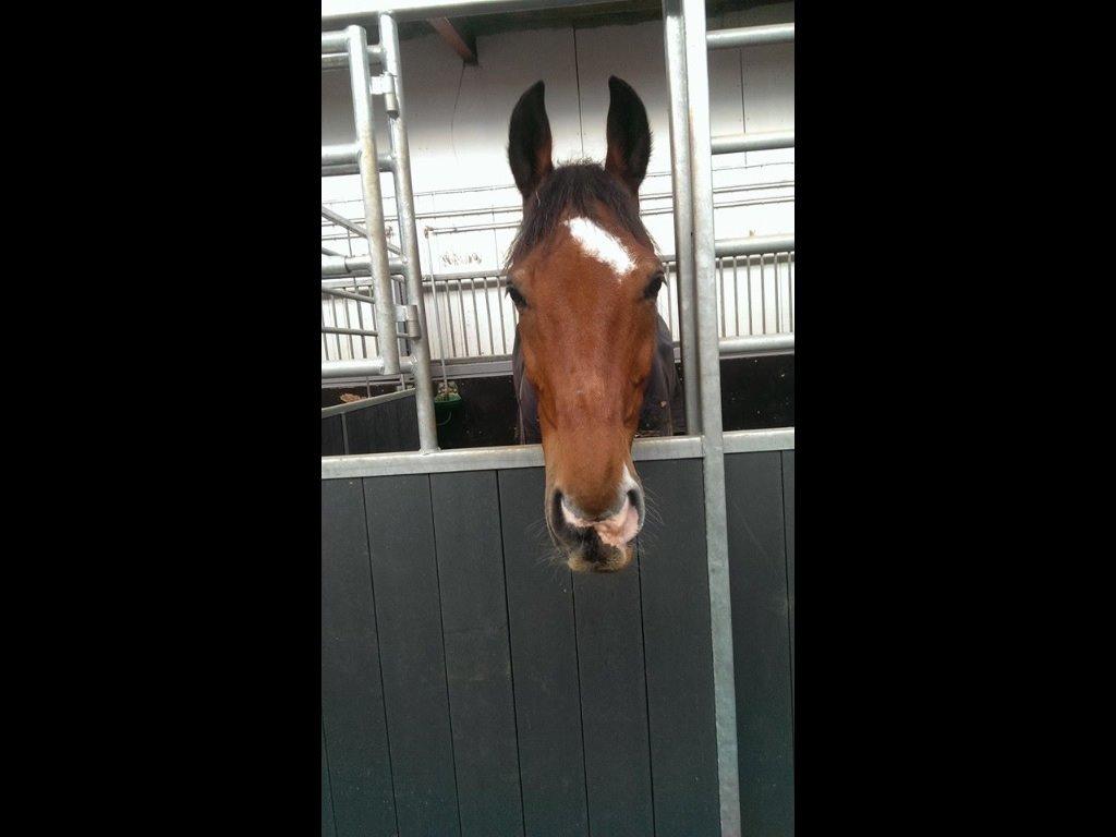 Holstener Lertevang's Cailex (låne hest) billede 11