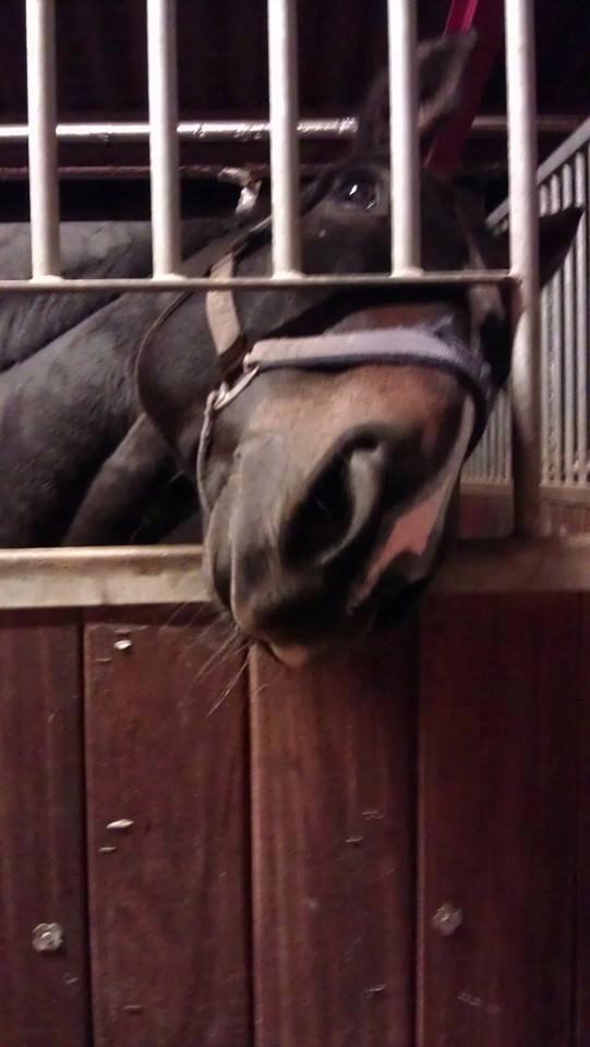 Oldenborg Pirana - Ja din lille tosse :* billede 7