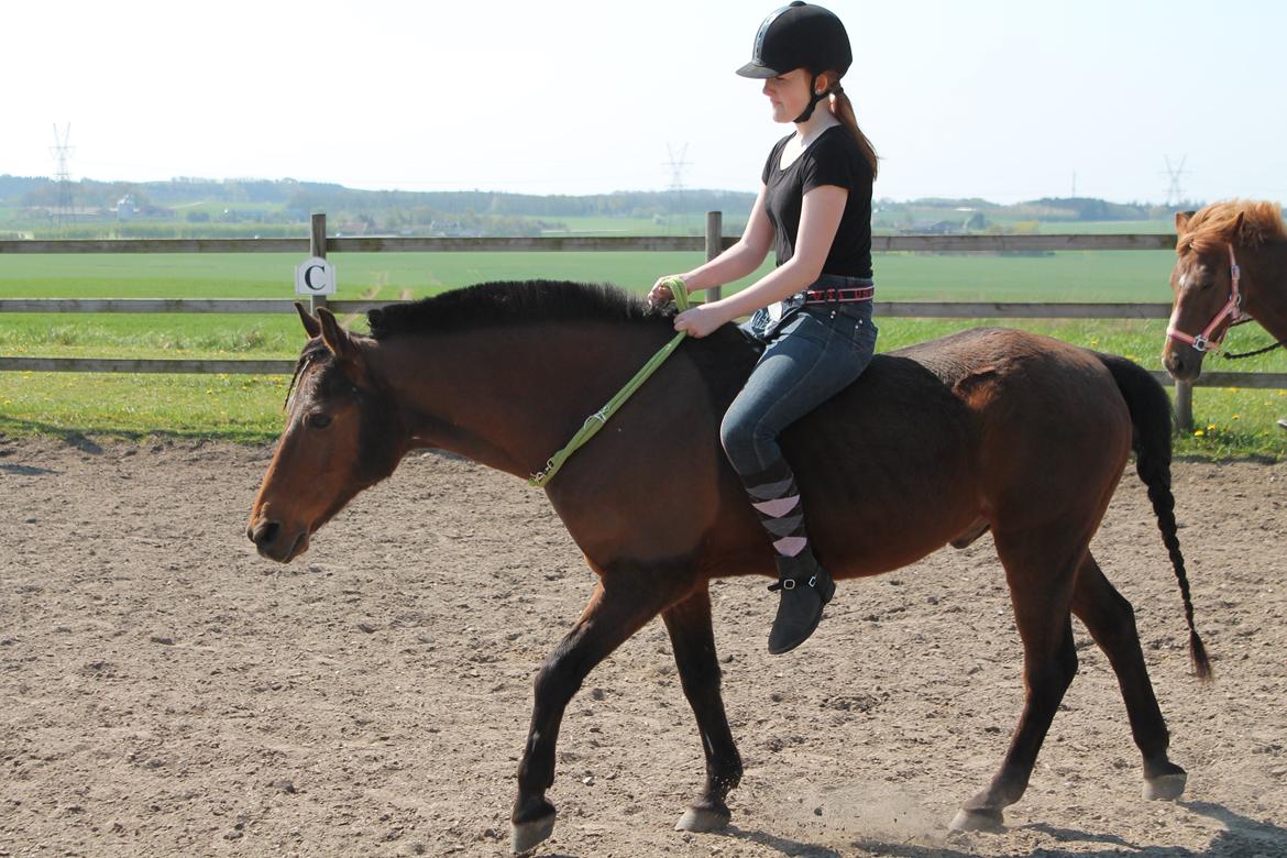 Anden særlig race Skipper billede 10