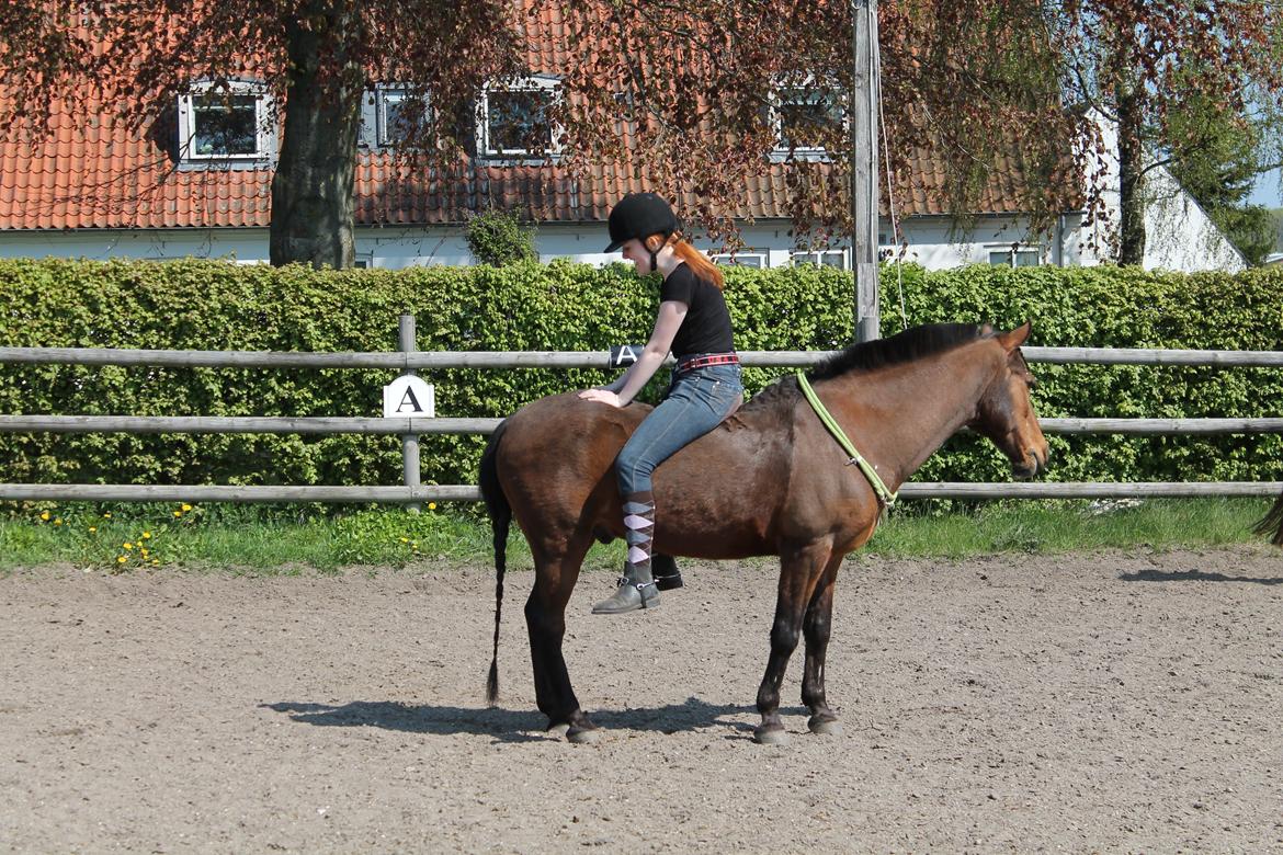 Anden særlig race Skipper billede 12